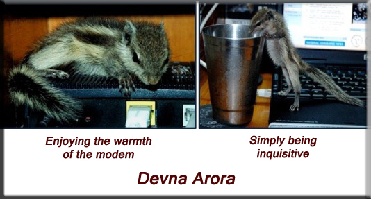 Devna Arora - Indian palm squirrel - week 6